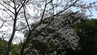 桜