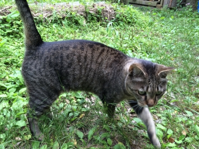 パセリ3