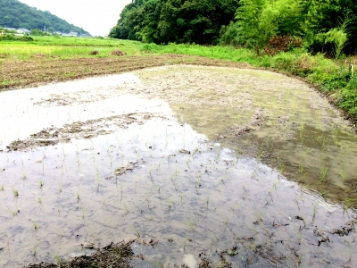 田植え