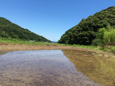 田植え前