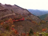 ハゲ山に紅葉が美しい