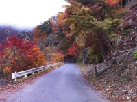 車道の周りだけ樹木