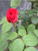 20090527