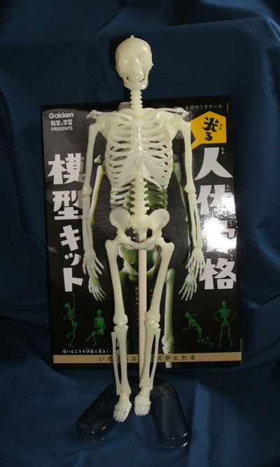 ほね