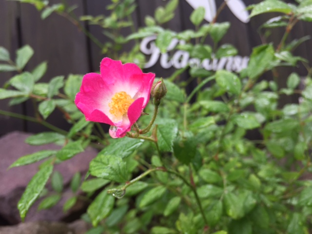 雅バラ