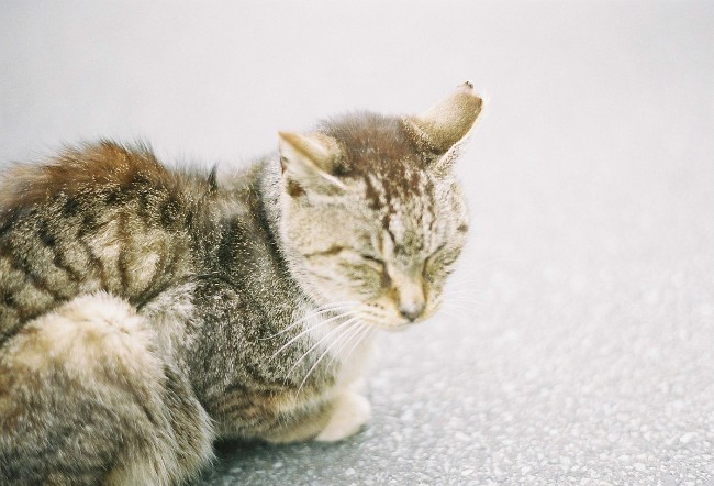 ポパイカメラ撮影会 猫 Love It