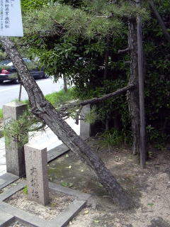 衣掛松