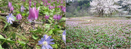 かたくりの花