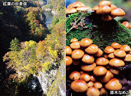 紅葉の六十里越街道と旬のキノコ料理を楽しむ会