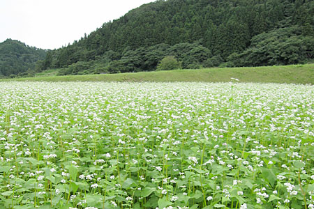 そば畑