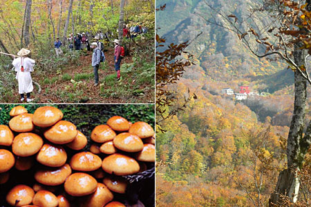 紅葉の六十里越街道ときのこ
