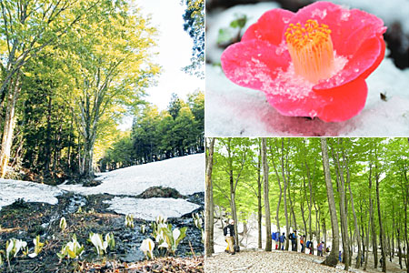 固雪の六十里越街道と旬の山菜料理を楽しむ会