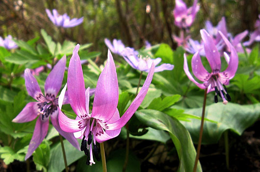 第19回 かたくりの花写真コンテスト作品募集 あさひむら観光協会イベント情報