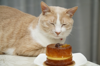 ケーキは形だけです DSC00253.JPG