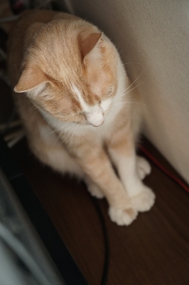 隠れなくてもいいのにね… DSC00227.JPG