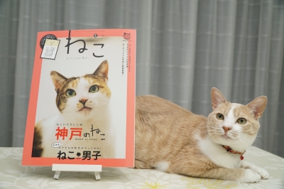 看板寝猫さんがいっぱい紹介されています DSC00785.JPG