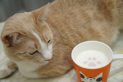 猫づくしで猫三昧 DSC00809.JPG