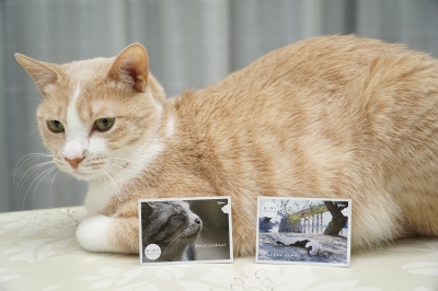 好みの猫が出るまで買っちゃう? DSC00605.JPG