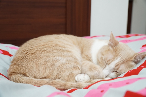 DSC01101.JPG