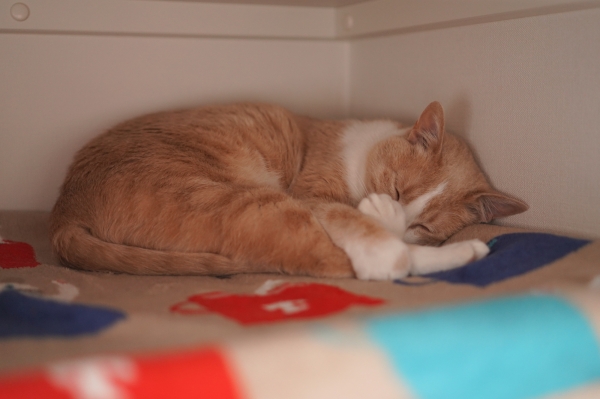 20180331-DSC00788.jpg