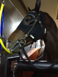 トライアビット 競馬ハミ使用済み
