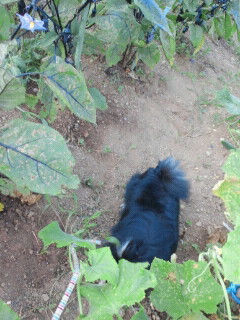 2011071805420000.jpg