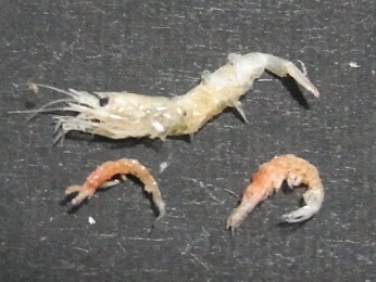 RIMG1249.JPG