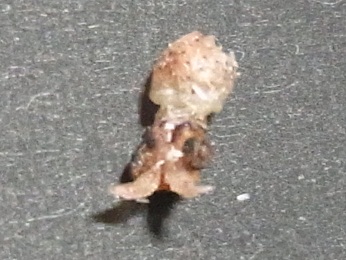 RIMG1257.JPG