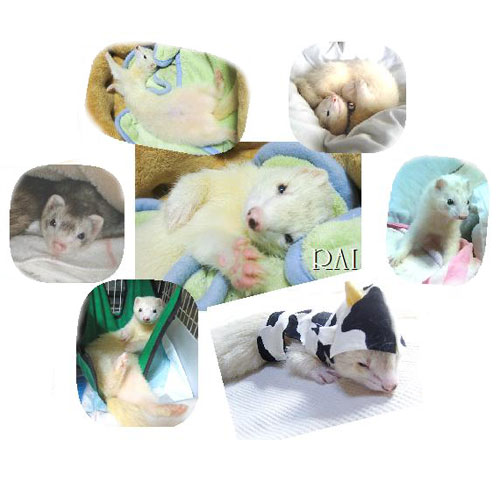 らい写真