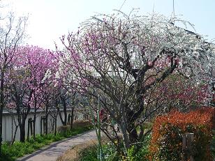 桜1