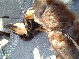 Raul-1