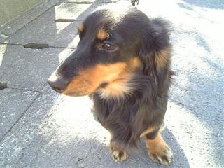 Raul-2