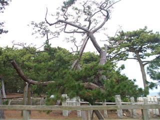 羽衣の松