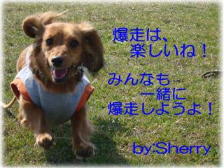 Sherry