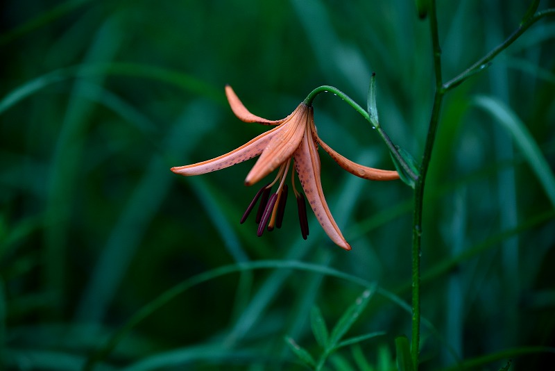 DSC_9074.jpg