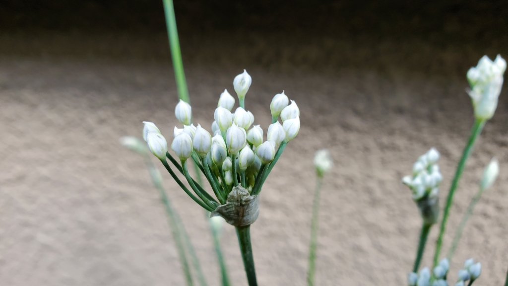 ニラの花芽が出た…… | My First JUGEM