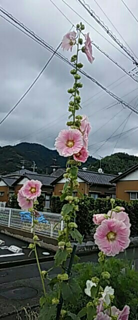20180615_175727.jpg
