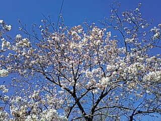 20190401_2838484.jpg