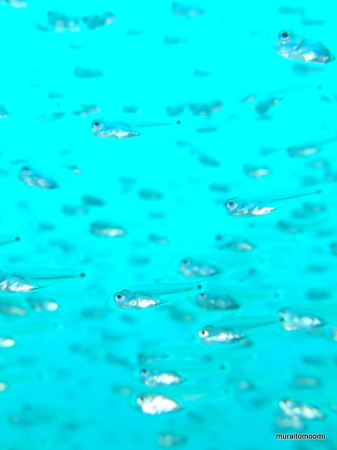 DSCF8792.JPG