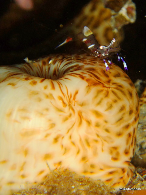 DSCF6511.JPG