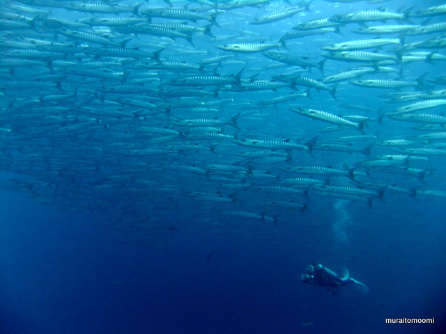 DSCF8161.JPG