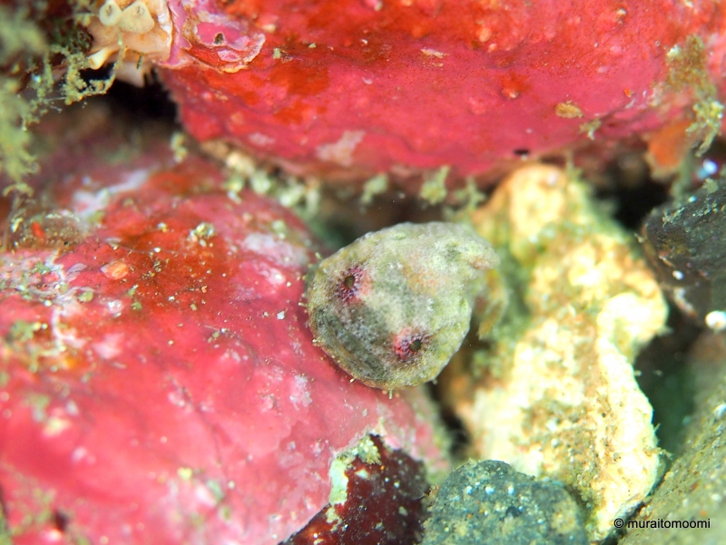 今日は寄り添ってる2匹の赤いダンゴウオが可愛すぎましたーーー