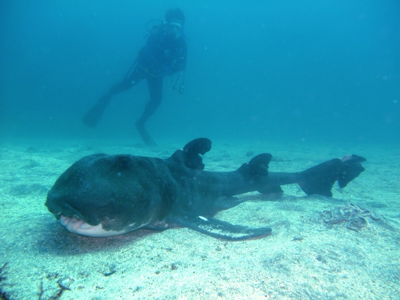 これから伊豆の海で潜る快適なウェットスーツを紹介しまーす！！ | DS