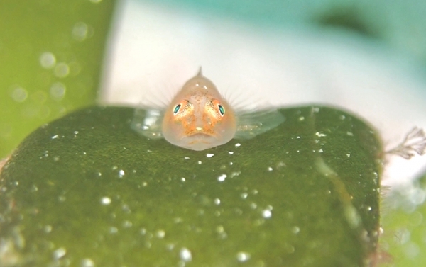 今 伊豆の海で見られてる可愛い生き物たちを紹介しまーす Ds むらい 伊豆で潜ったダイビングの記録