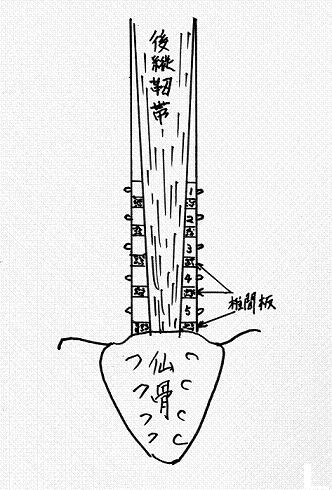 後縦靱帯