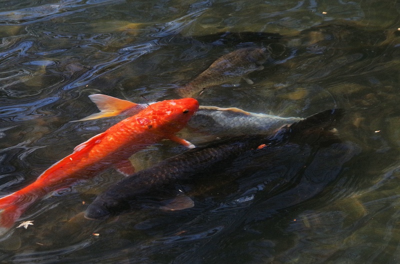 yz-koi01af.jpg