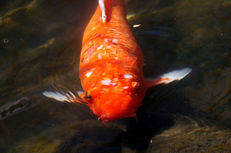yz-koi05af.jpg
