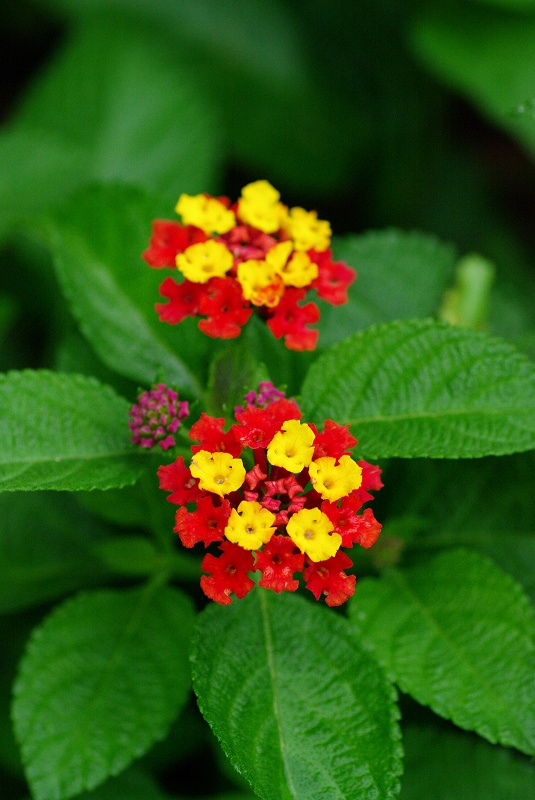 lantana-01af.jpg