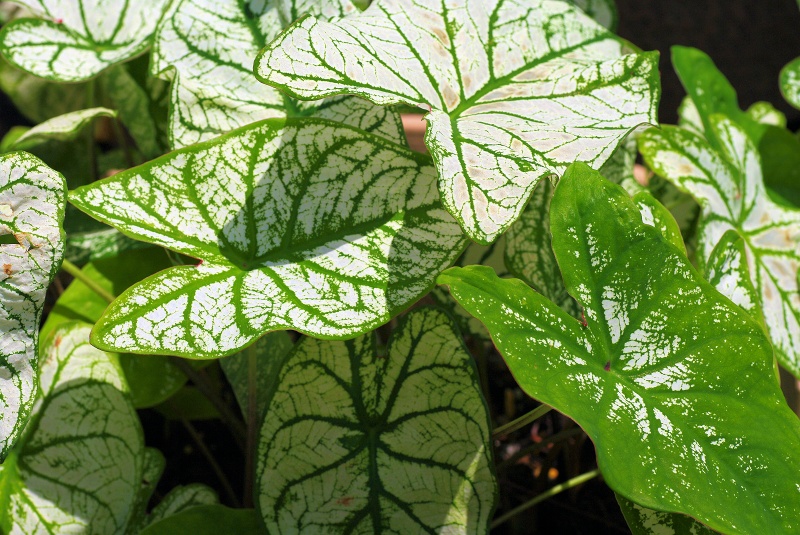 ha-caladium-05af.jpg