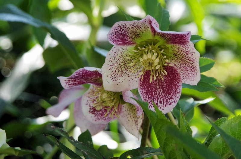 lenten-rose10af.jpg